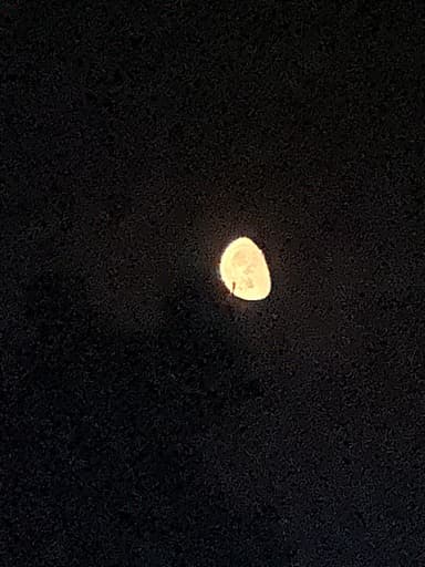 BongBong