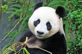 panda