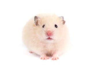 hamstar