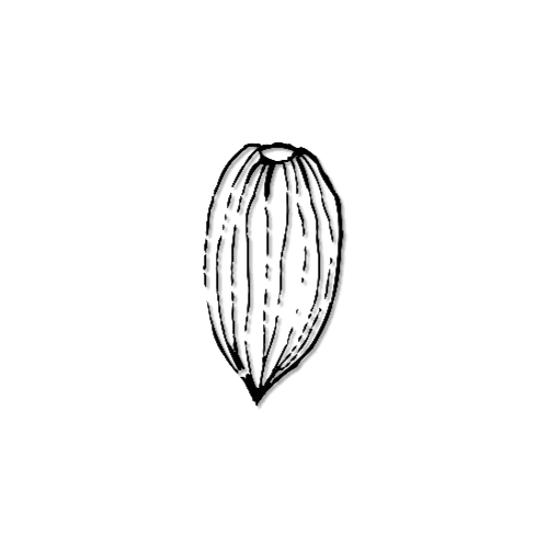 Mond