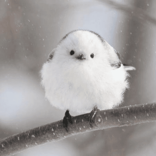 WhiteYani