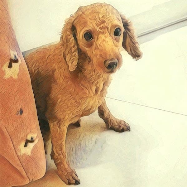 ChoBoo